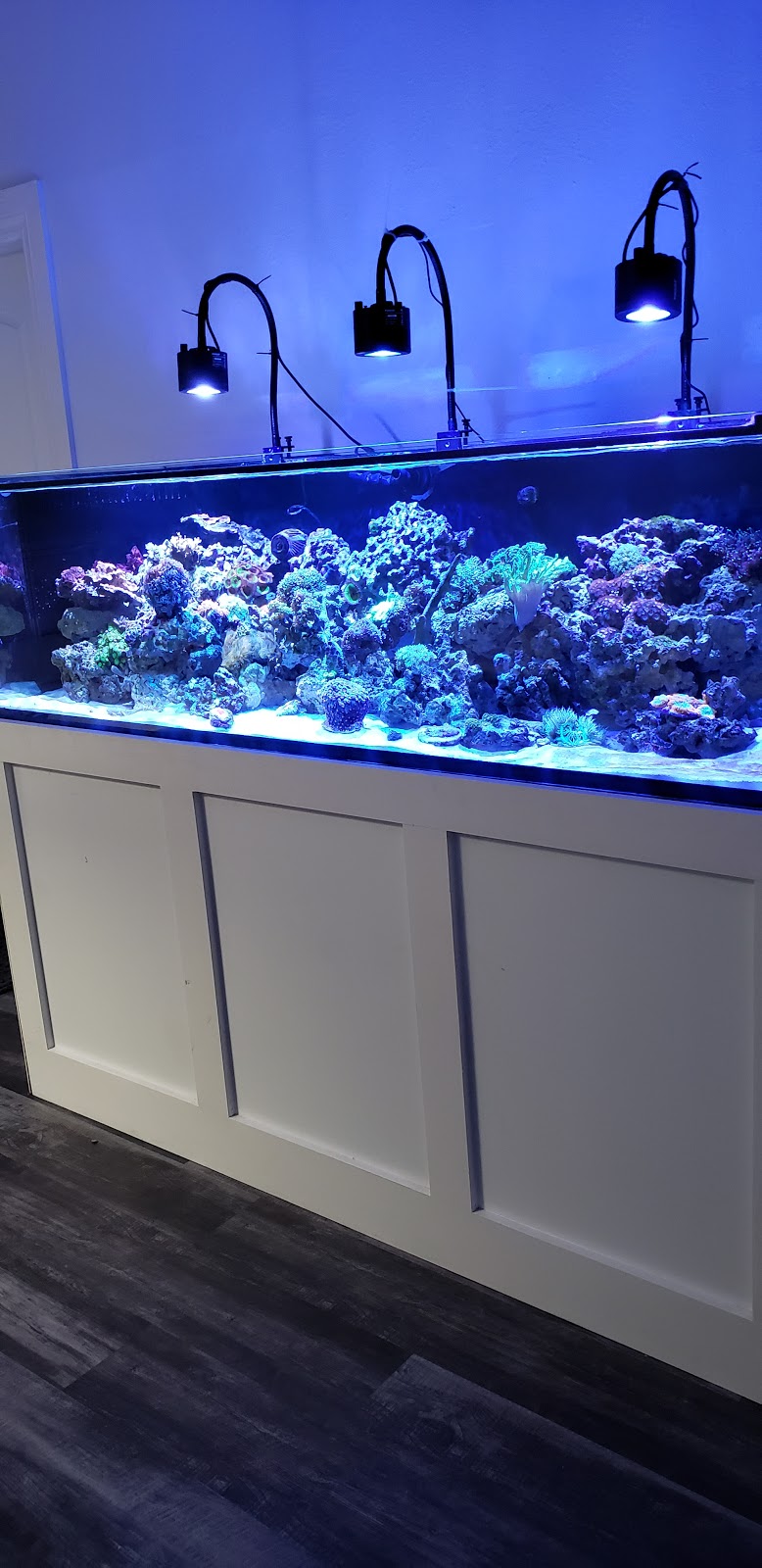 Orange County Reef Care | 13602 Milton Ave, Westminster, CA 92683, USA | Phone: (714) 262-9384