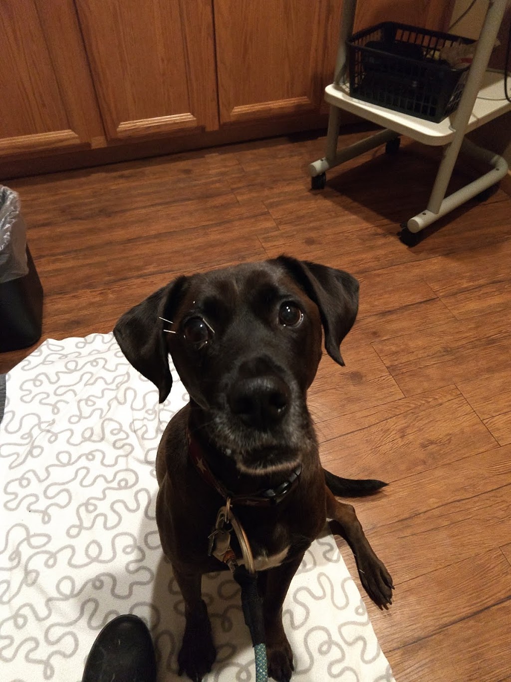 Big Valley Veterinary Services | 25297 Big Valley Rd NE, Poulsbo, WA 98370, USA | Phone: (360) 697-1650 Big Valley Veterinary Services | 25297 Big Valley Rd NE, Poulsbo, WA 98370, USA | Phone: (360) 697-1650