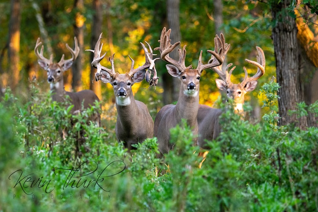 Antler Adventures | 891 Alexander Rd, Roberts, WI 54023, USA | Phone: (715) 293-9434