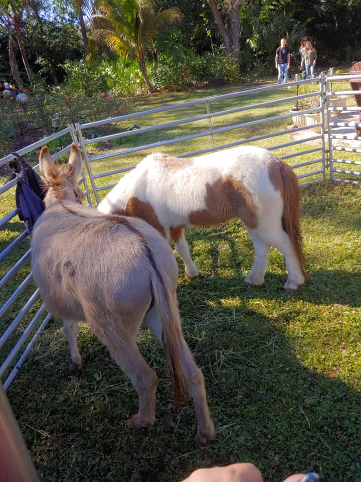 K&M Pony Parties & Petting Zoo | 985 Kidd School Rd, Mulberry, FL 33860, USA | Phone: (863) 425-8331