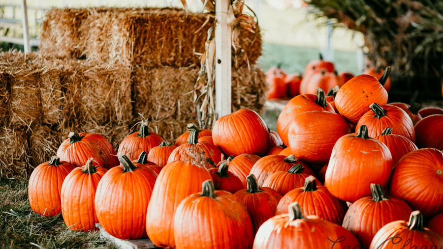 Hogan Farms Pumpkin Patch & Corn Maze | 8900 E County Rd 1000 N, Brownsburg, IN 46112, USA | Phone: (317) 419-0636