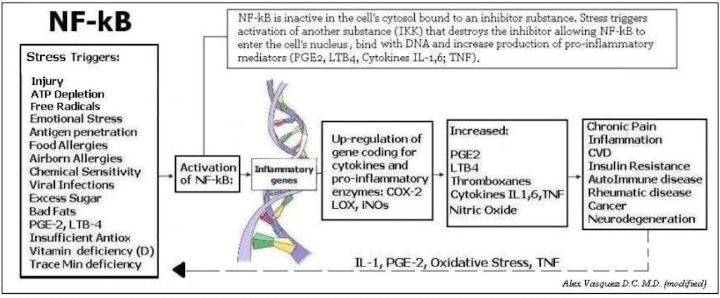 Inflamm-Aging DNP | 311 W Lemon St, Tarpon Springs, FL 34689, USA | Phone: (727) 619-2134