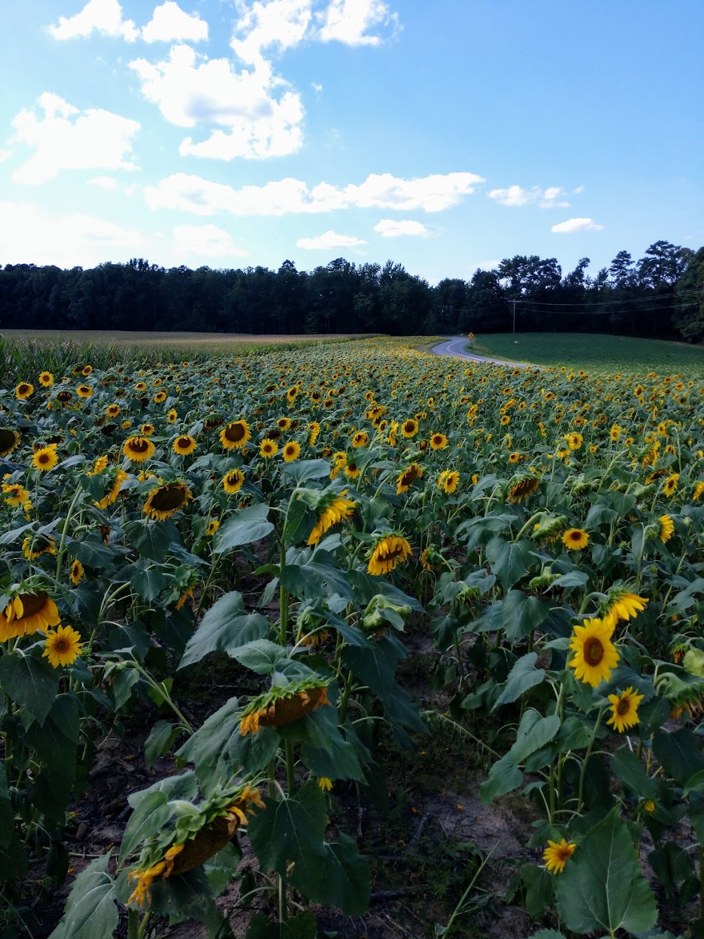 The Bed and Breakfast at Peace Hill | 18401 The Glebe Ln, Charles City, VA 23030, USA | Phone: (757) 771-1274