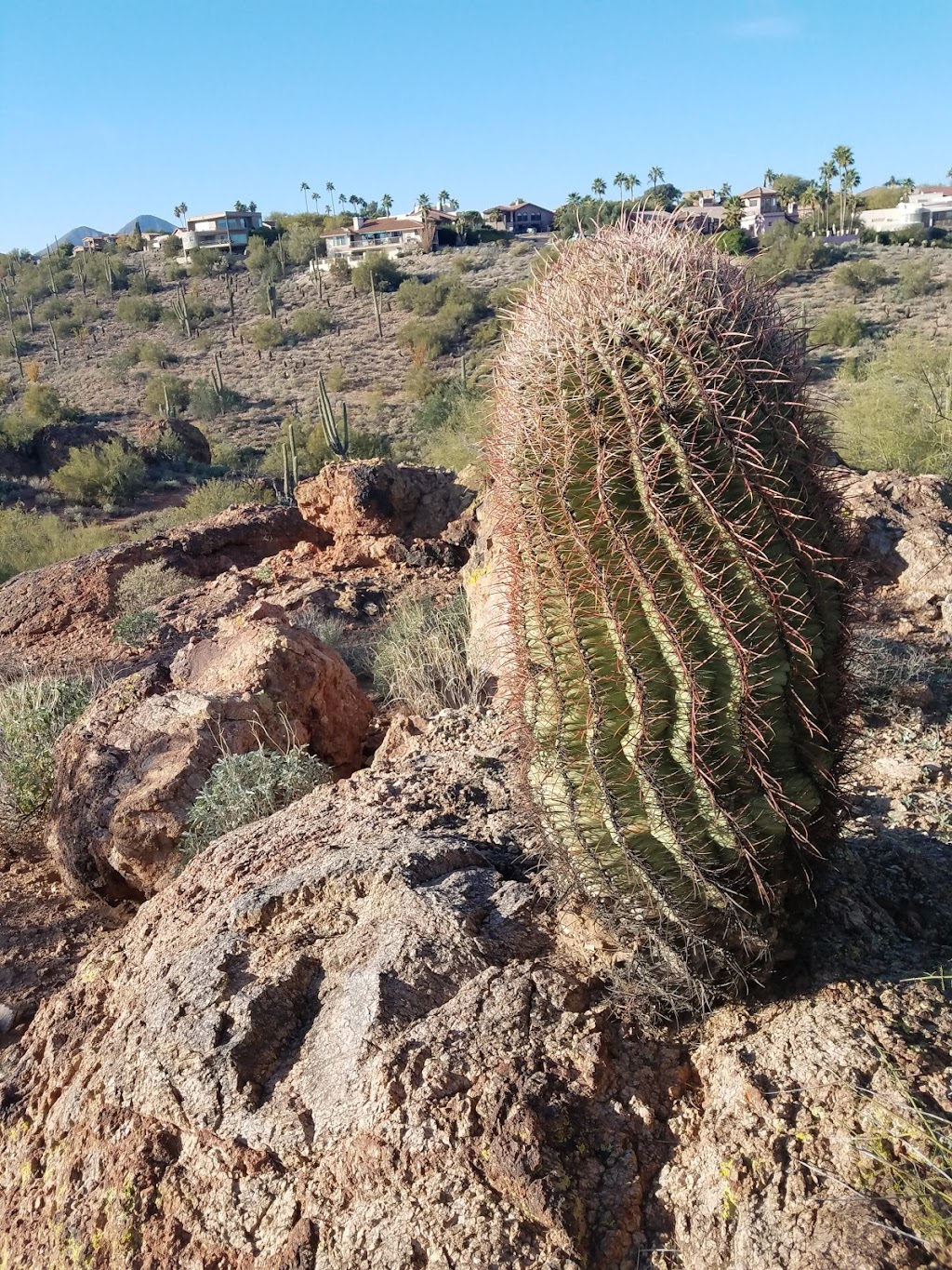 Fountain Hills Desert Botanical Garden | 11300 N Fountain Hills Blvd, Fountain Hills, AZ 85268 | Phone: (480) 816-5100