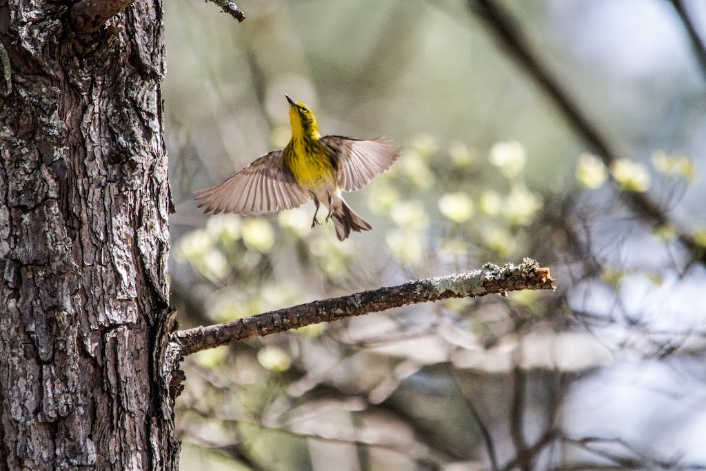 Newman Wetlands Center | 2755 Freeman Rd, Hampton, GA 30228, USA | Phone: (770) 603-5606