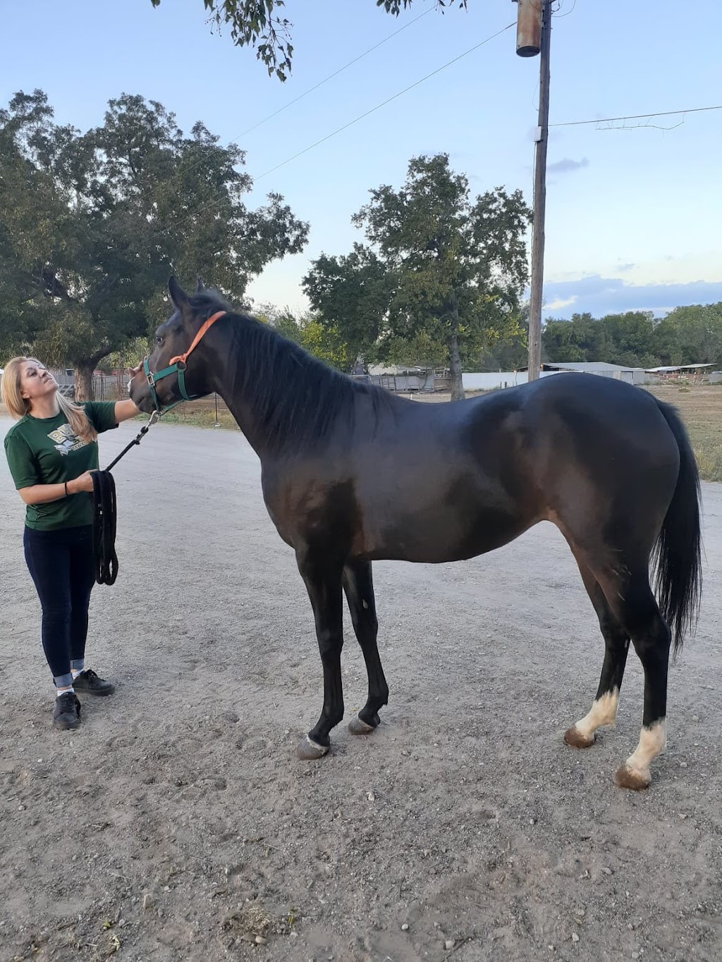 Equine Sports Medicine & Surgery | 2991 Interstate 20 Frontage Rd, Weatherford, TX 76087, USA | Phone: (817) 596-2829