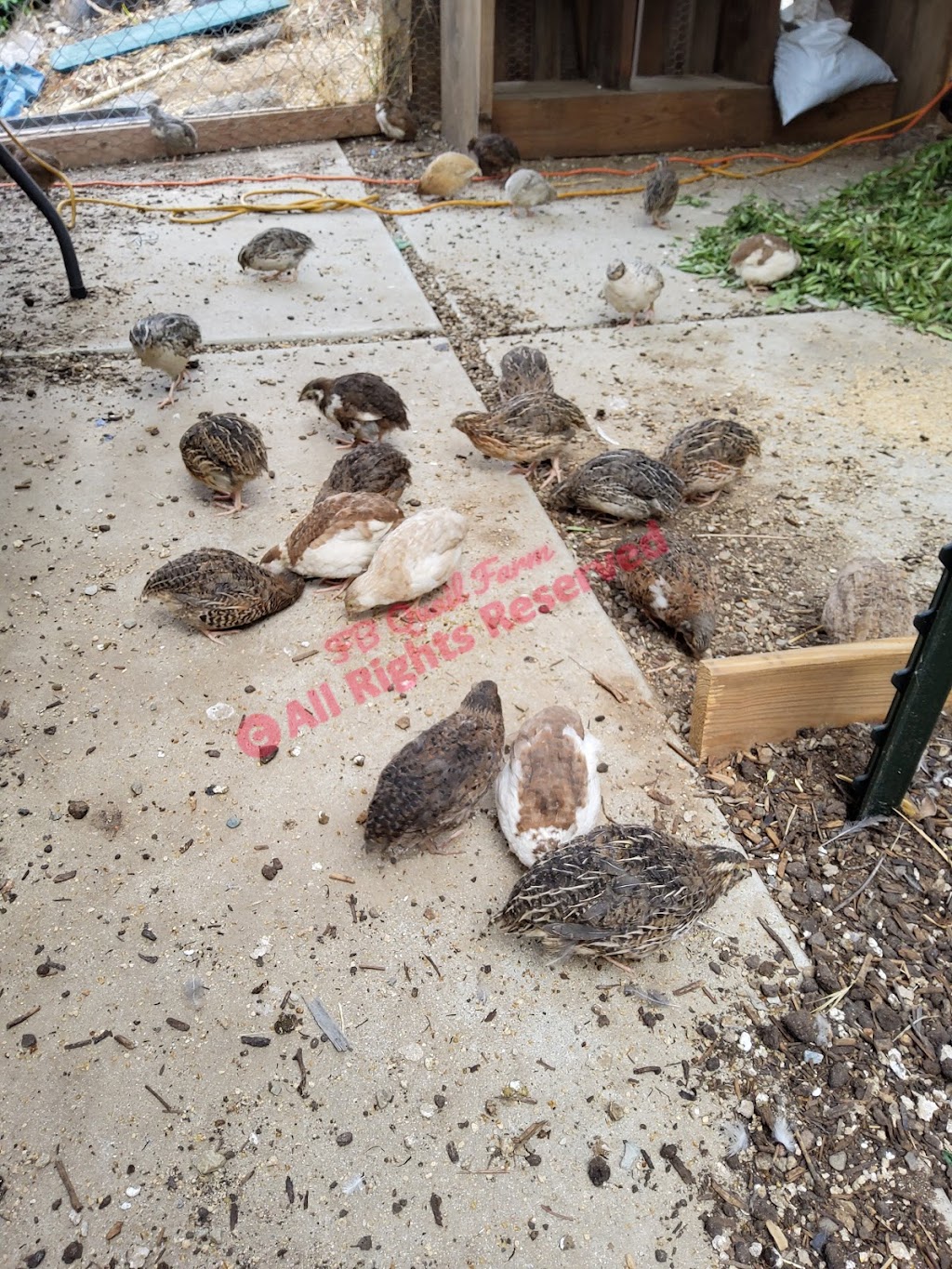 FB Quail and Koi Farm | 22713 Scotia Ln, Moreno Valley, CA 92557, USA | Phone: (951) 406-3884