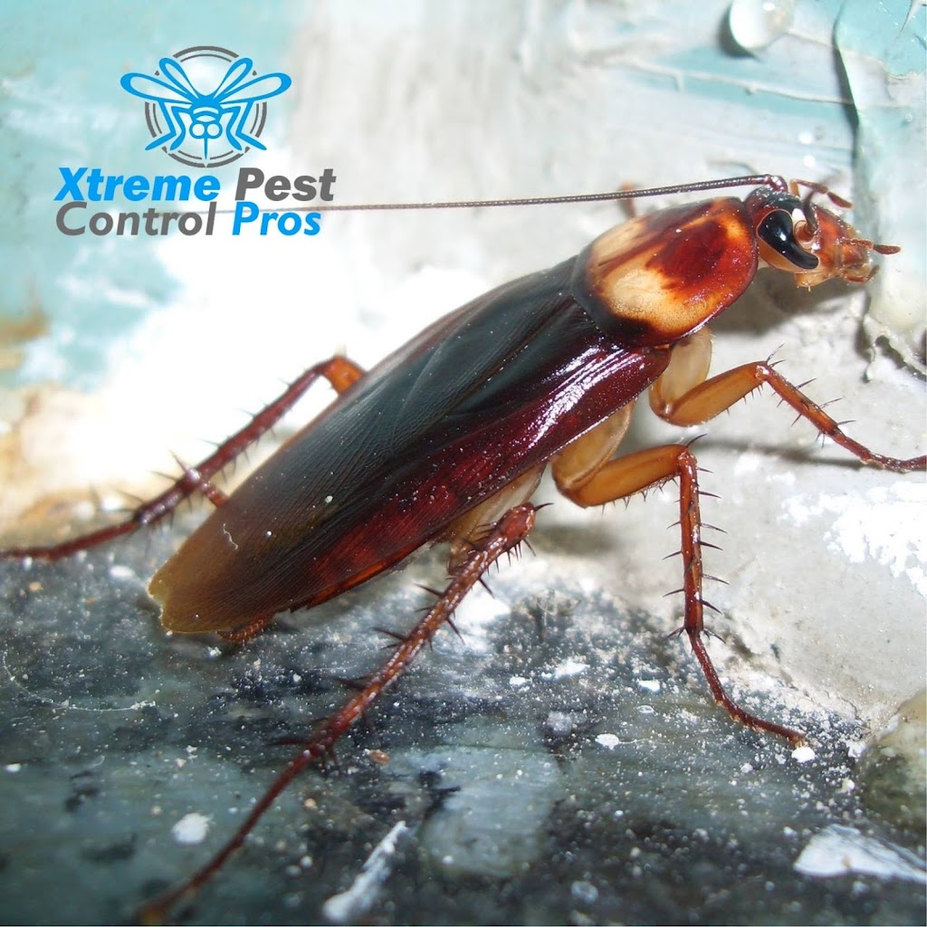 Xtreme Pest Control | 1147 Brookview Cir, Pickerington, OH 43147, USA | Phone: (740) 660-3671