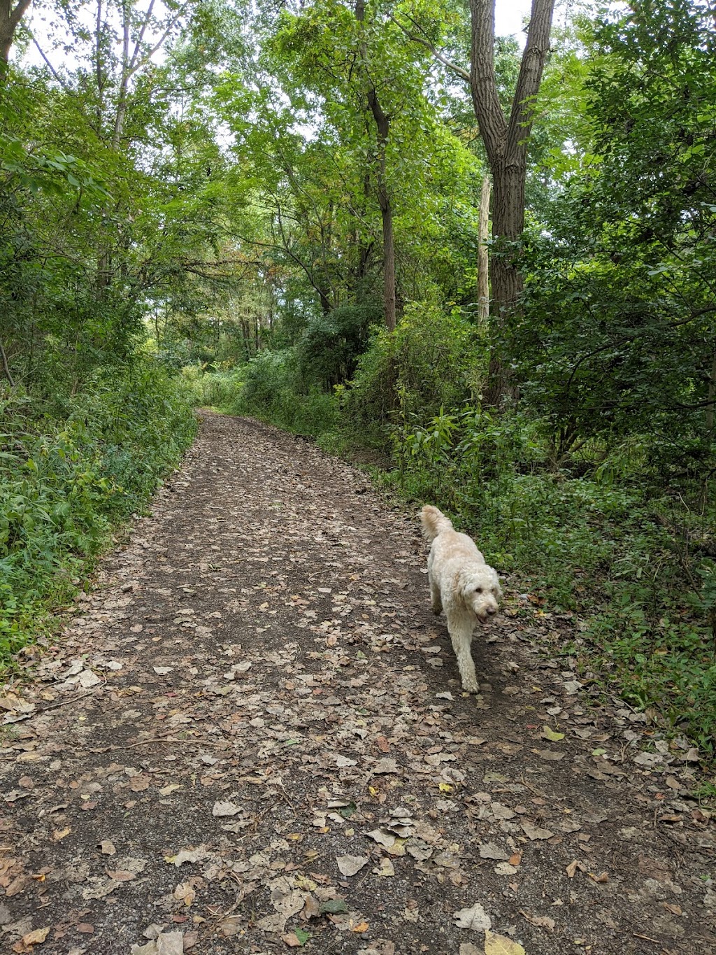 BARC - Akron Dog Park | 499 Memorial Pkwy, Akron, OH 44310, USA | Phone: (330) 510-1364