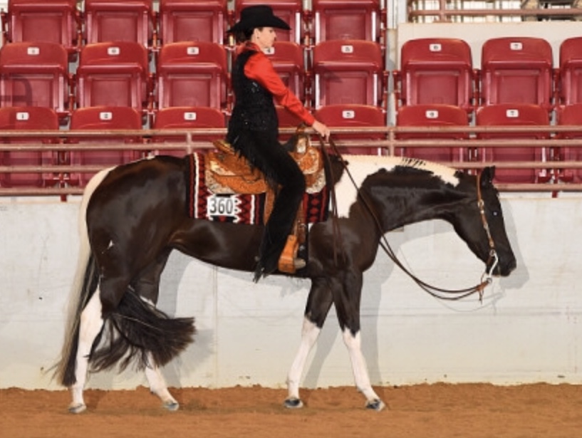 Vesper Show Horses | 1836 Daniels St, Kissimmee, FL 34746, USA | Phone: (407) 744-4239