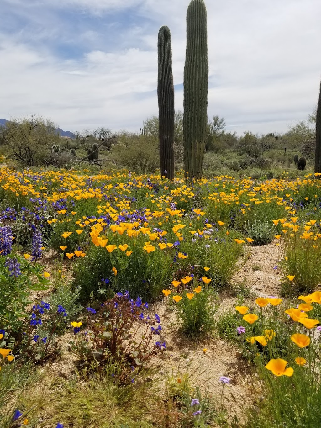 Tangerine Sky Community Park | 4411 W Tangerine Rd, Marana, AZ 85658, USA | Phone: (520) 382-1950