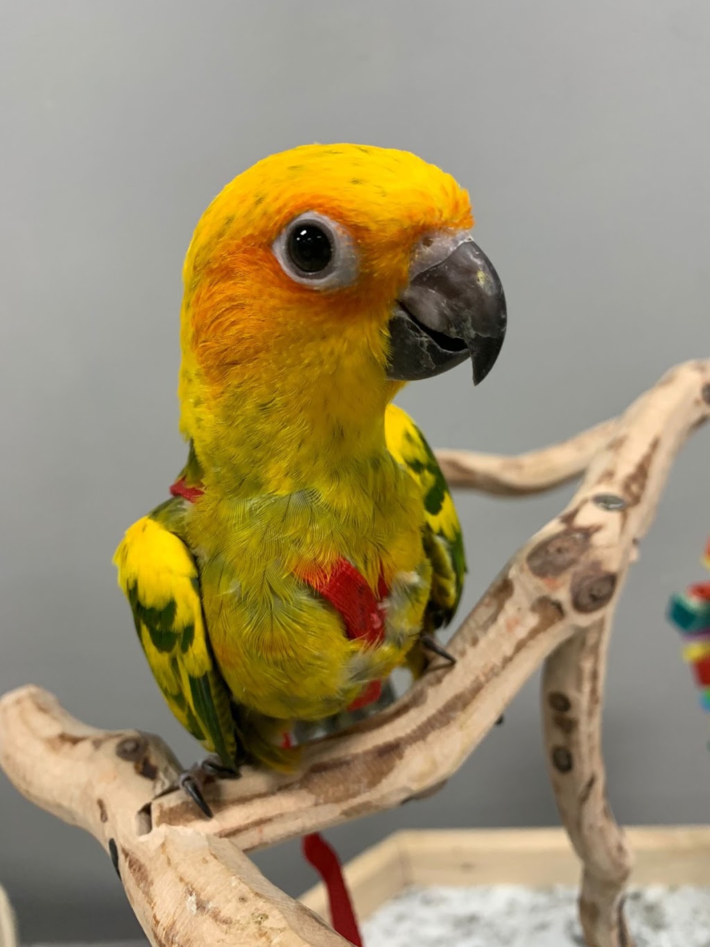 Dallas Parrots | 2608 Long Prairie Rd Suite 201, Flower Mound, TX 75022, USA | Phone: (469) 706-0972