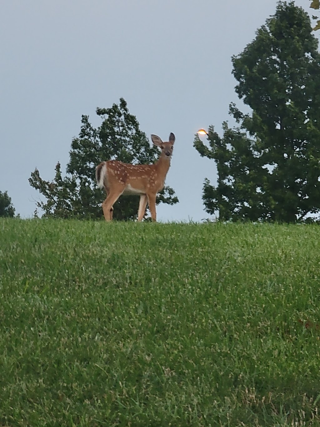 Alapocas Run State Park | Alapocas Dr, Wilmington, DE 19803, USA | Phone: (302) 577-1164