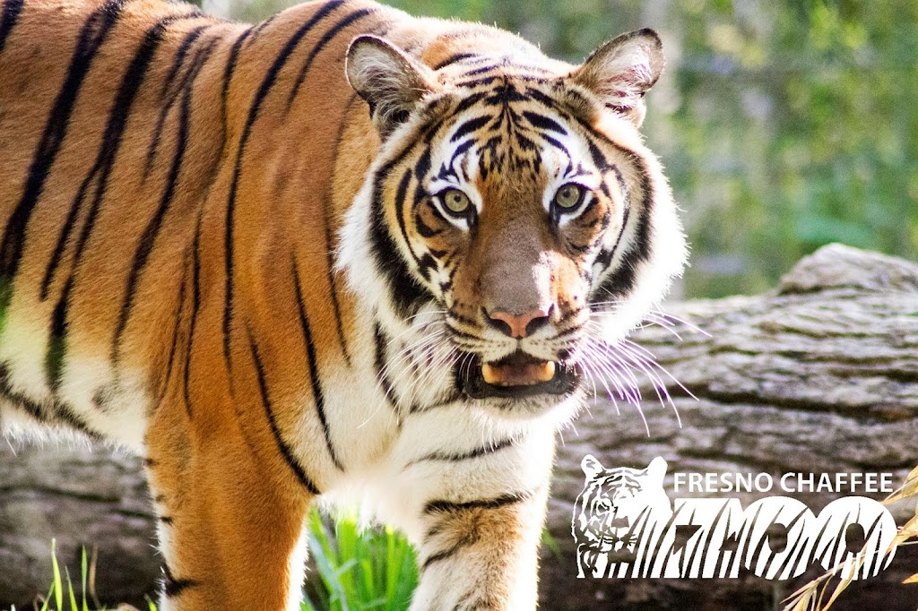 Fresno Chaffee Zoo | 894 W Belmont Ave, Fresno, CA 93728, USA | Phone: (559) 498-5910