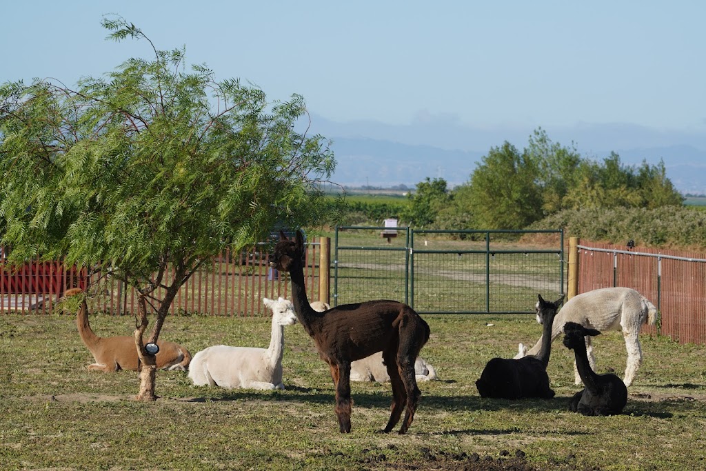 The Meadows of Isleton | 301 Jackson Slough Rd, Isleton, CA 95641, USA | Phone: (714) 460-3241