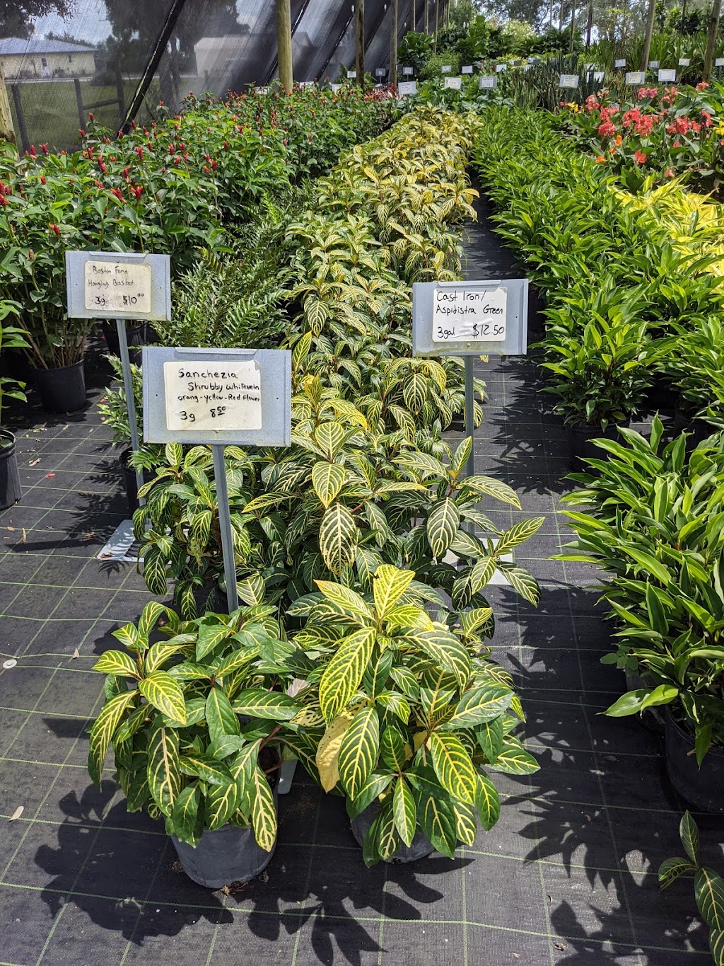 C C Landscaping, Nursery and Garden Center | 16100 E, FL-64, Bradenton, FL 34212, USA | Phone: (941) 714-0065