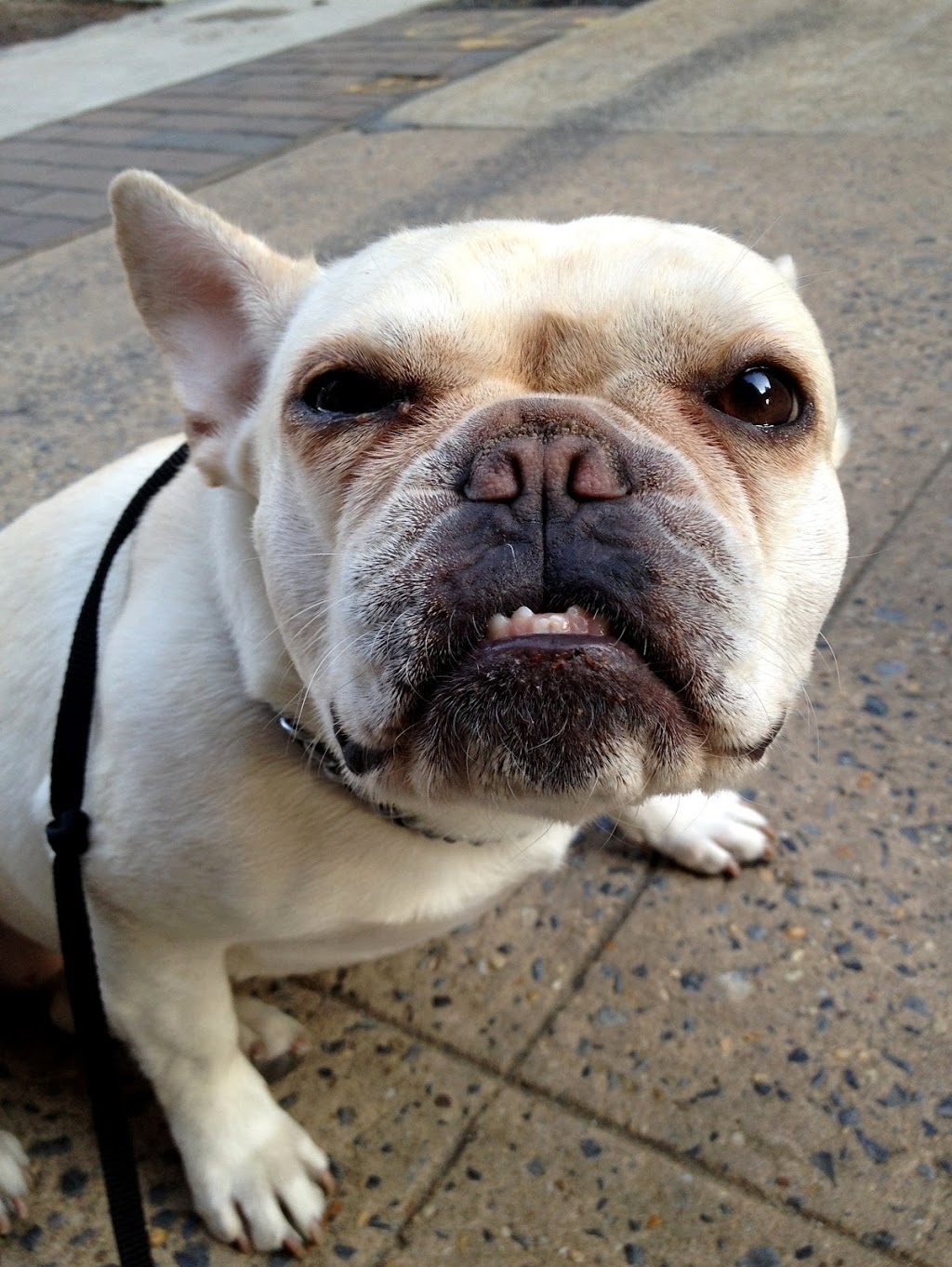 King Pup | 27 Loisaida Ave #3A, New York, NY 10009, USA | Phone: (917) 683-2229