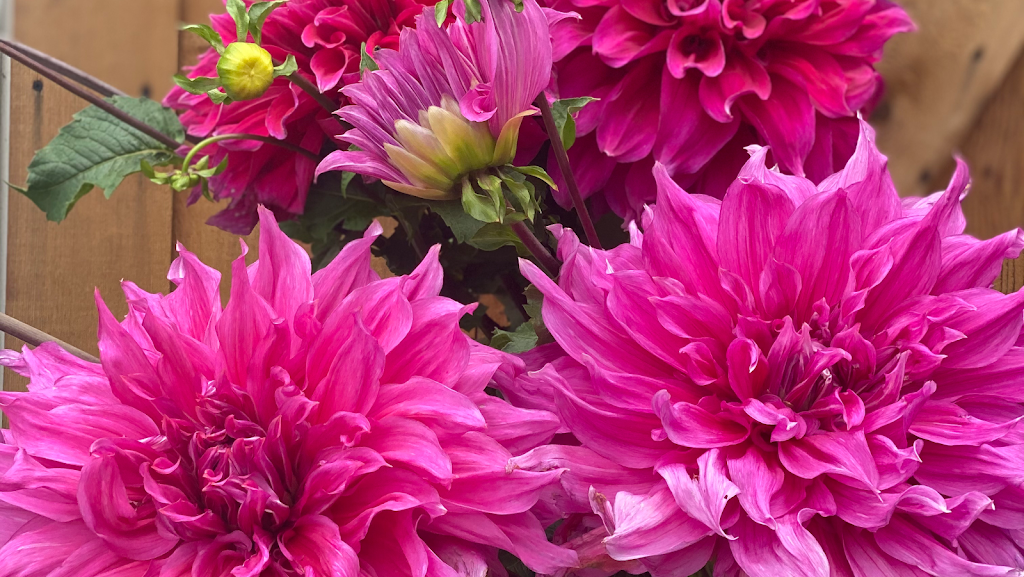 Swan Island Dahlias | 995 NW 22nd Ave, Canby, OR 97013, USA | Phone: (503) 266-7711