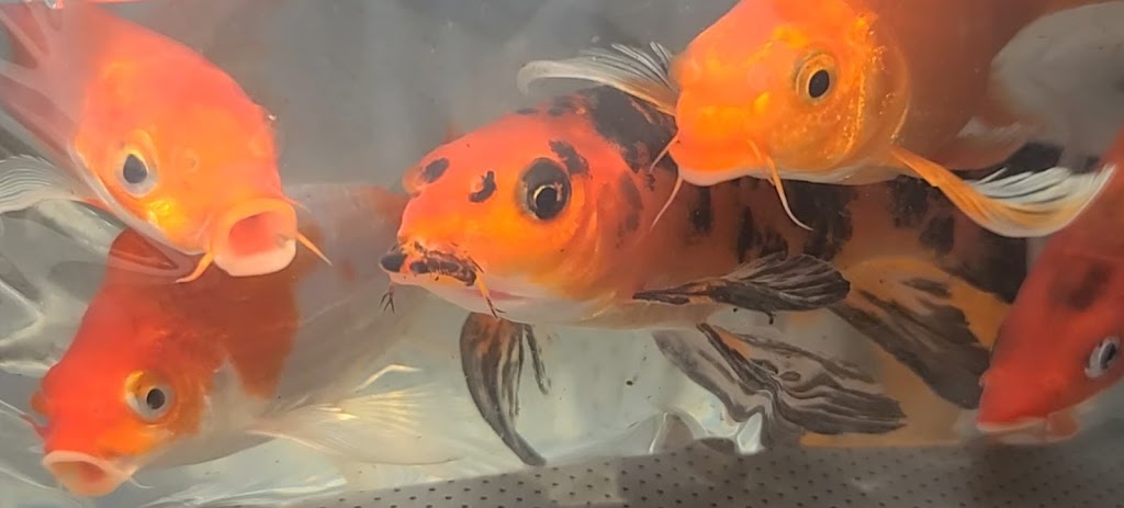 Ornamental Pond Fish, Inc. | 301 Thorn Rd, Port Allen, LA 70767, USA | Phone: (225) 343-4002