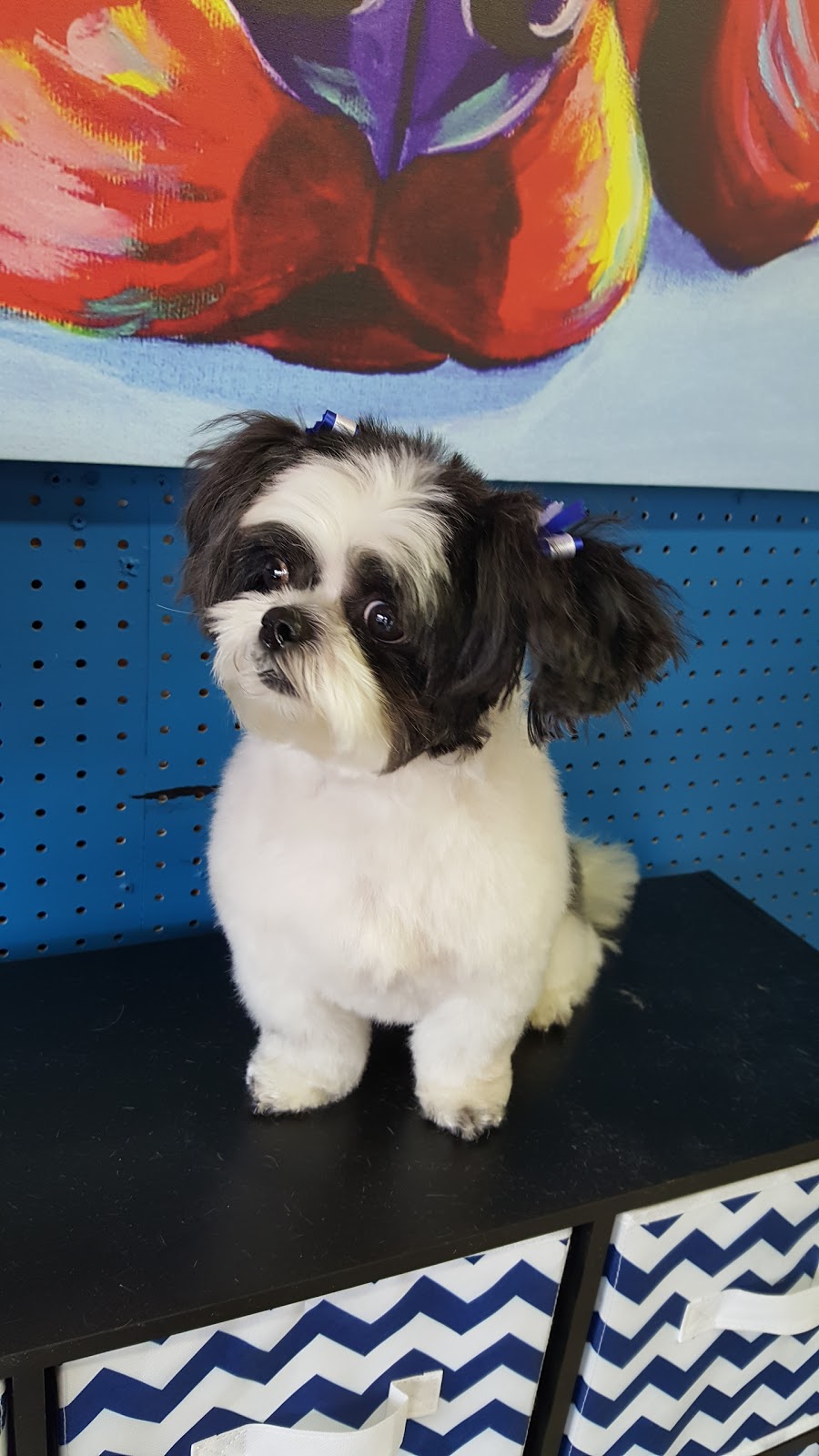 Puppy Kutz Pet Grooming & Boarding | 38058 LA-621 Suite D, Gonzales, LA 70737, USA | Phone: (225) 673-8358