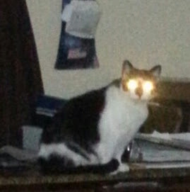 Eureka Veterinary Clinic | 1415 W 5th St, Eureka, MO 63025, USA | Phone: (636) 938-5070