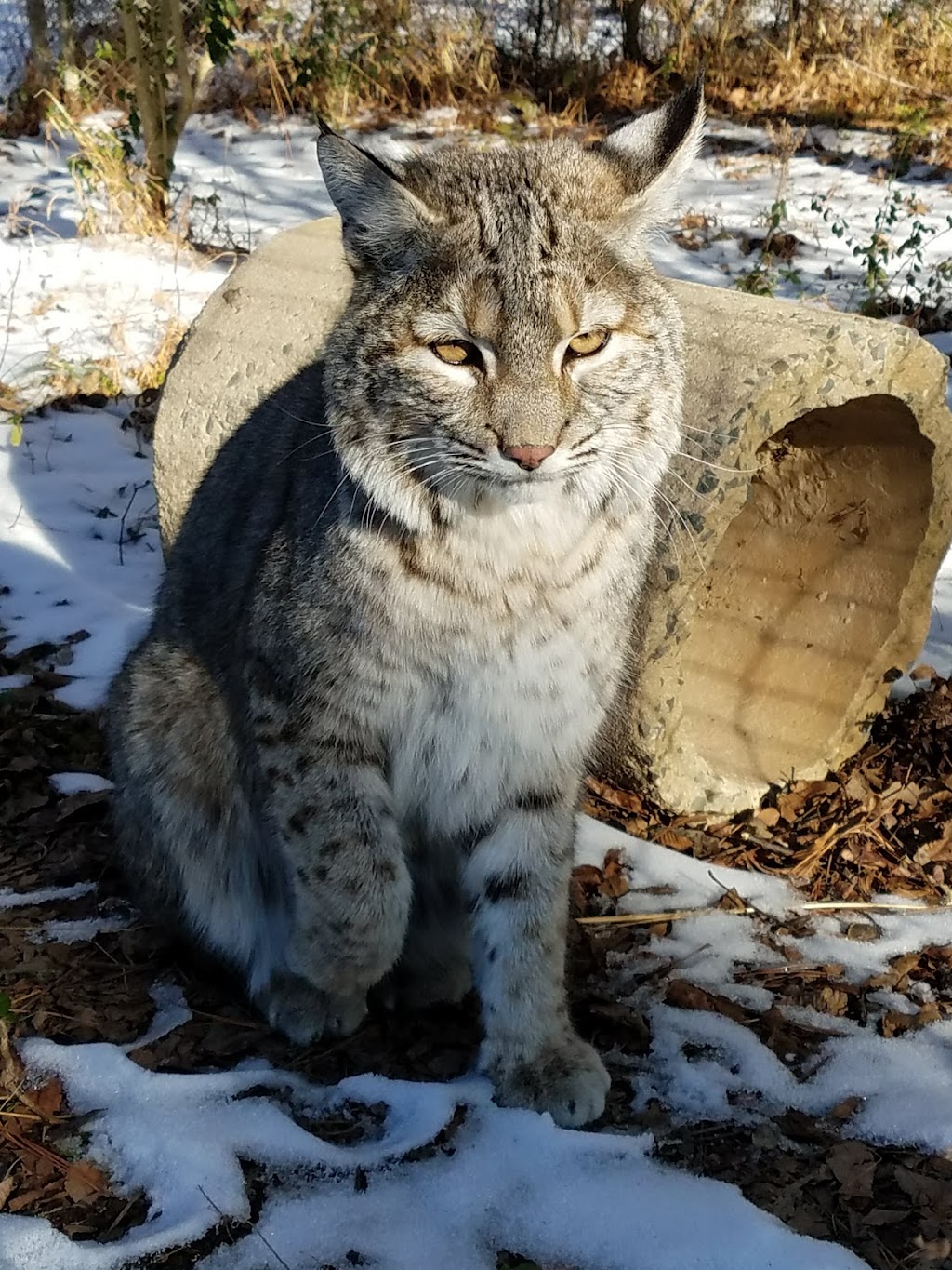 Carolina Tiger Rescue | 1940 Hanks Chapel Rd, Pittsboro, NC 27312, USA | Phone: (919) 542-4684