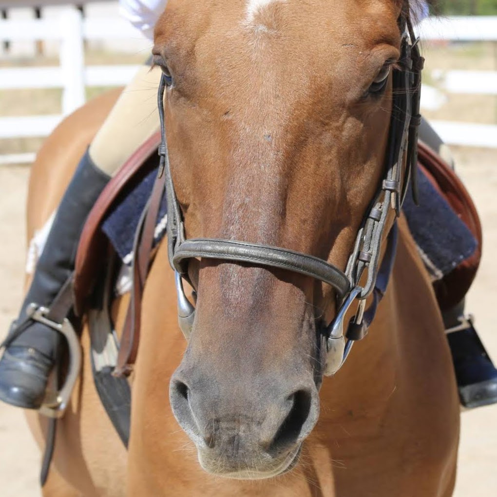 Tally Ho Horse Park | 12263 E Paul Ave, Clovis, CA 93619 | Phone: (559) 323-9046