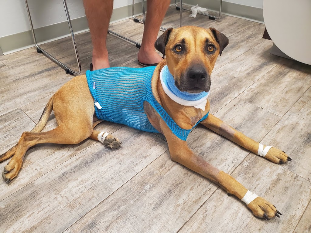Phoenix Veterinary Referral & Emergency Center | 4015 E Cactus Rd, Phoenix, AZ 85032, USA | Phone: (602) 765-3700