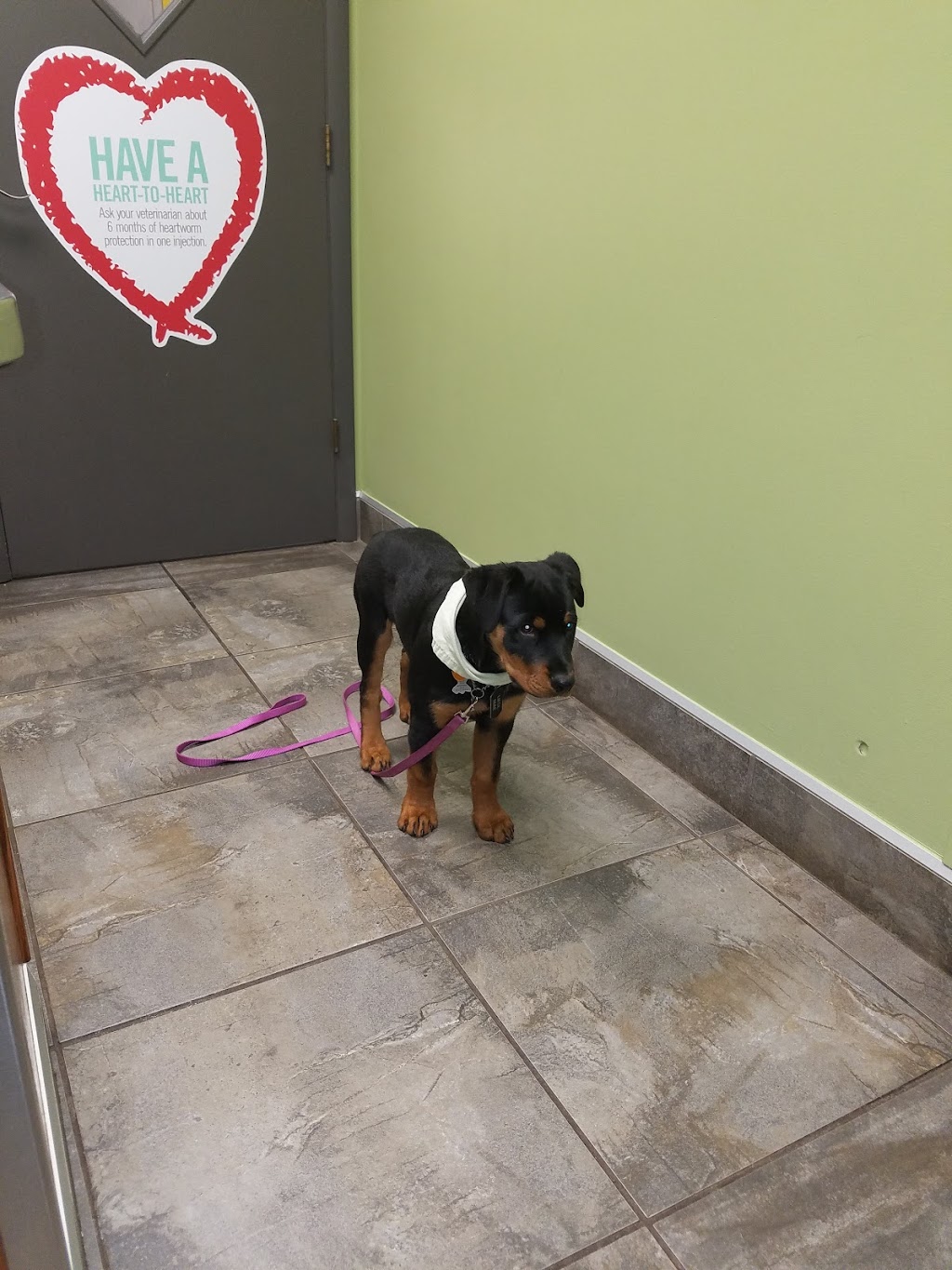 Lisbon Veterinary Clinic Inc | 8100 Race Rd, Lisbon, OH 44432, USA | Phone: (330) 424-3512