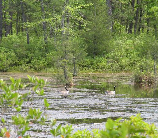 New Jersey Pinelands National Reserve | 853 Atsion Rd, Shamong, NJ 08088, USA | Phone: (609) 894-7300