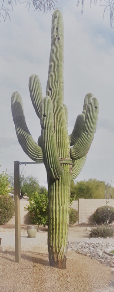 AZ Cactus Experts | 3030 N 35th Ave Suite 126, Phoenix, AZ 85017, USA | Phone: (602) 413-5920