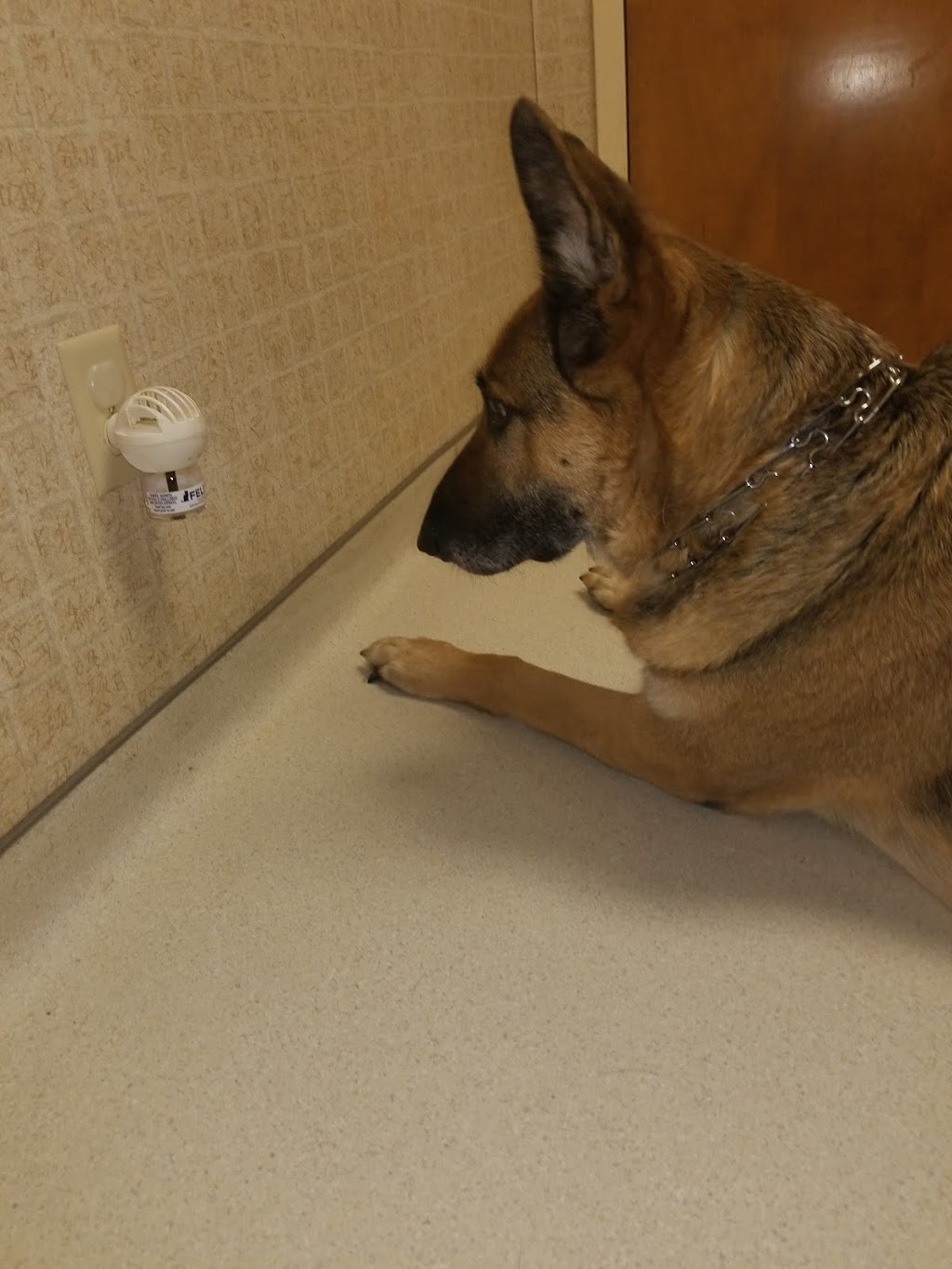 Total Care Veterinary Hospital | 633 Greensboro Rd, High Point, NC 27260, USA | Phone: (336) 841-8877