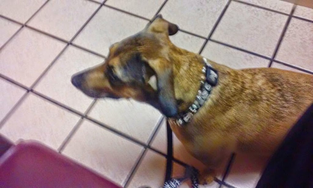 Parkway Springs Animal Hospital - at Arch Plaza | 2221 N Green Valley Pkwy, Henderson, NV 89014, USA | Phone: (702) 433-9111 Parkway Springs Animal Hospital - at Arch Plaza | 2221 N Green Valley Pkwy, Henderson, NV 89014, USA | Phone: (702) 433-9111