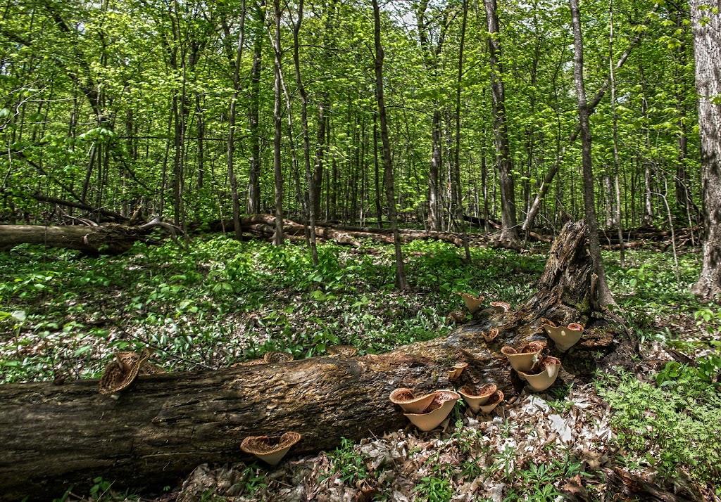 Abrahams Woods State Natural Area | W2379 Oliver Rd, Albany, WI 53502, USA | Phone: (608) 266-0394