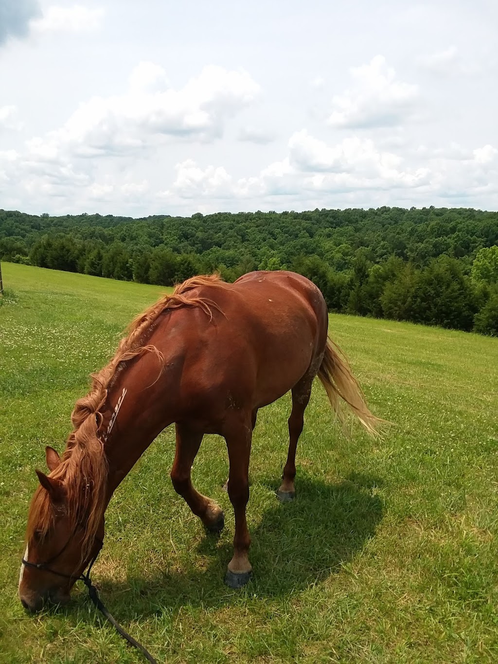 The Country Lodge at Sabbath Song Farm | Kentucky 41004, USA | Phone: (606) 735-9914