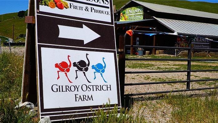 Gilroy Ostrich Farm | 5560 Pacheco Pass Hwy, Gilroy, CA 95020, USA | Phone: (866) 996-7373