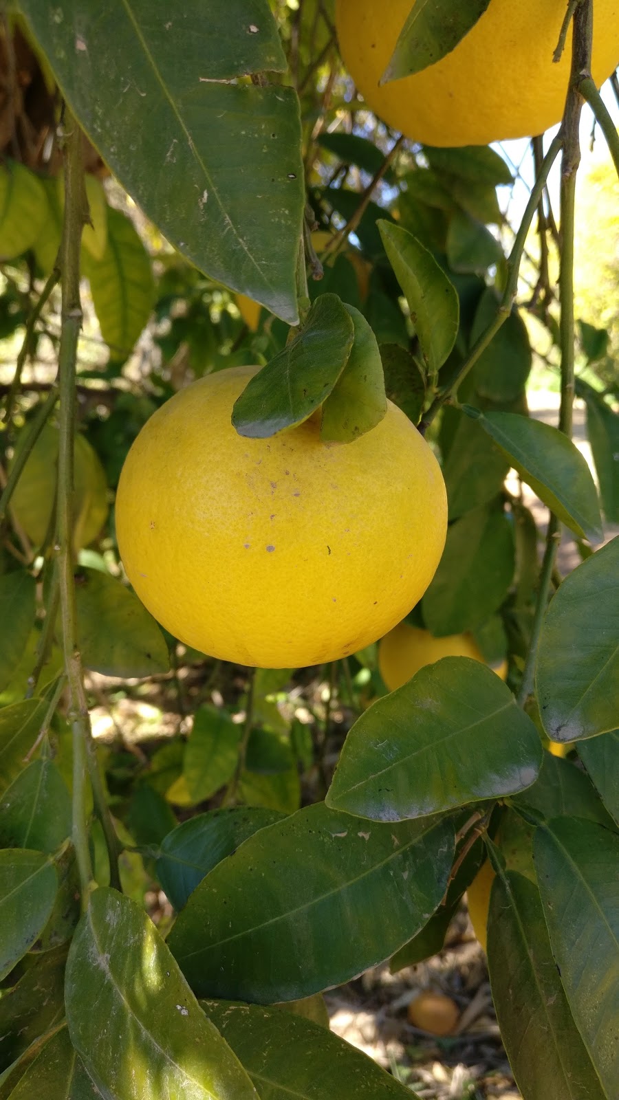 Cotton Lane Citrus Honey | 14014 N 172nd Ave, Surprise, AZ 85388, USA | Phone: (602) 361-2248