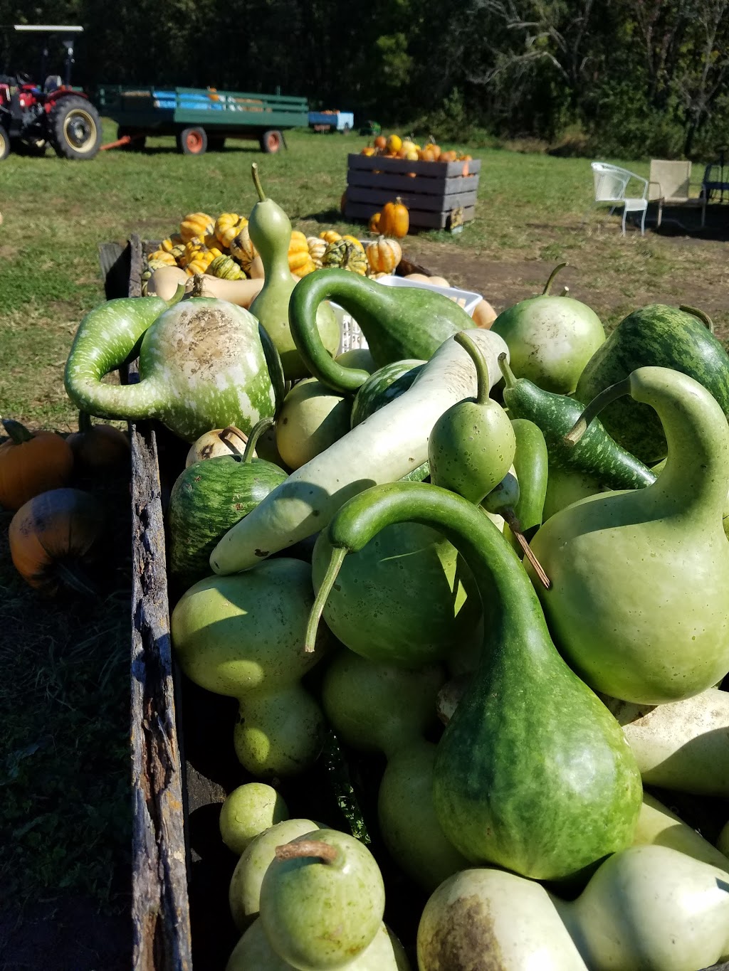 Powell Pumpkin Patch | 25695 Spring Valley Rd, Louisburg, KS 66053, USA | Phone: (913) 879-2477