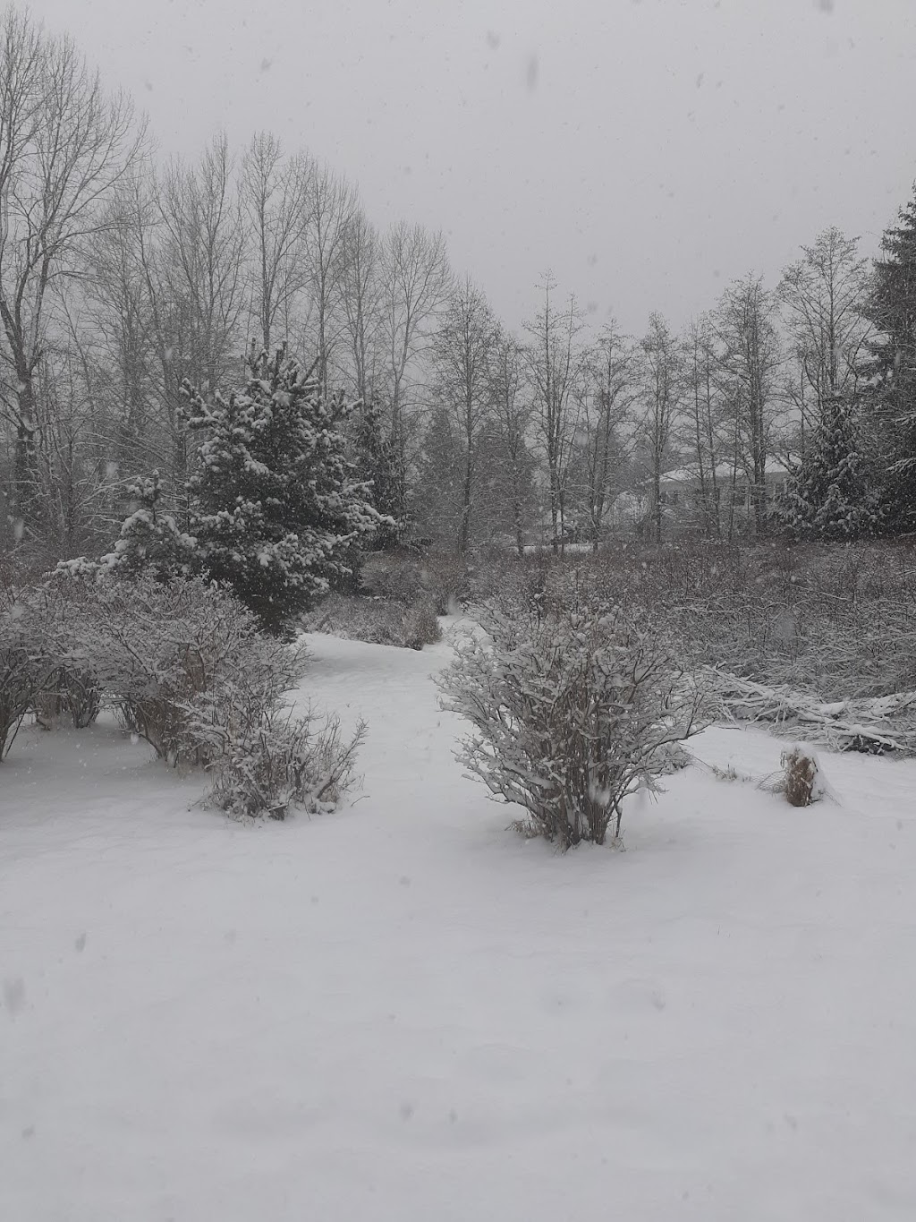 Pine Lake Blueberry Farm | 21509 SE 28th Ln, Sammamish, WA 98075, USA | Phone: (425) 270-9137