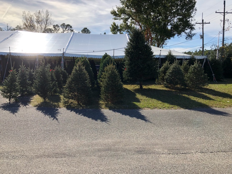 Severts Tree Farm | 4479 Hwy 17, Fleming Island, FL 32003, USA | Phone: (904) 384-8034