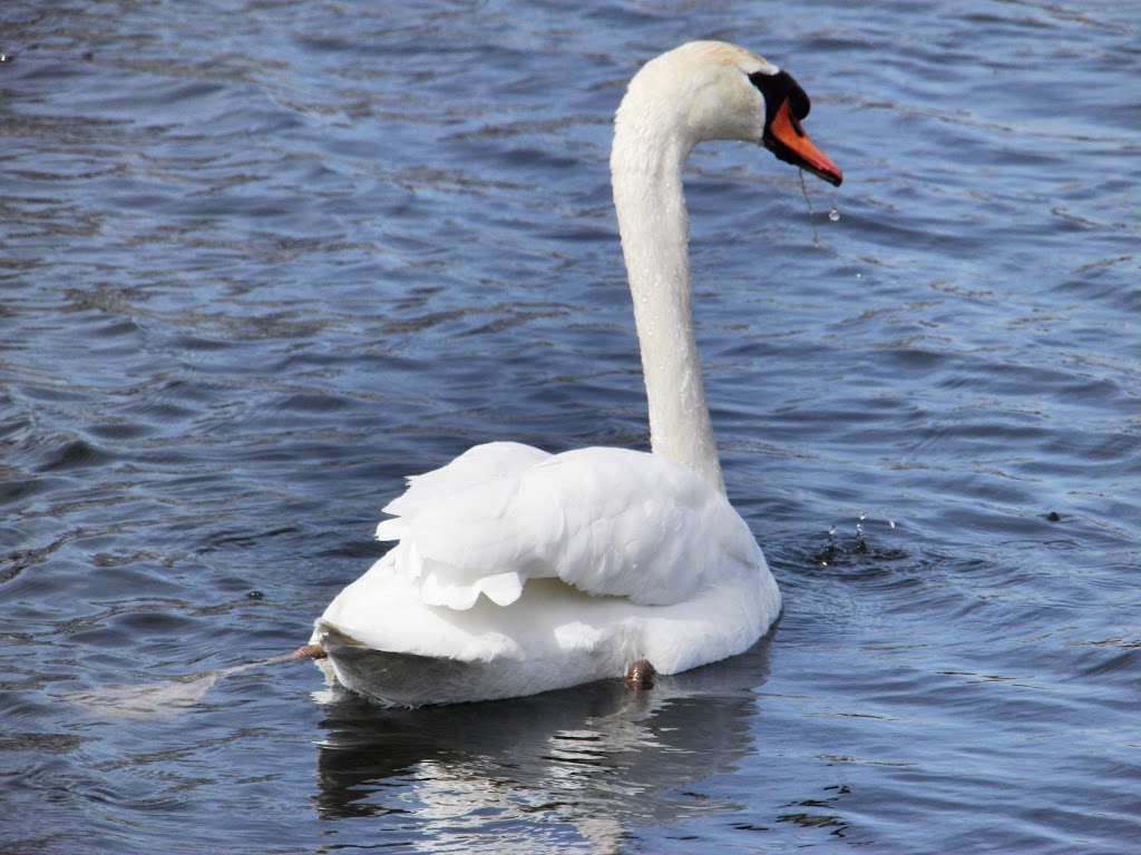 Waterford Township Parks & Recreation | 5200 Civic Center Dr, Waterford Twp, MI 48329, USA | Phone: (248) 674-5441