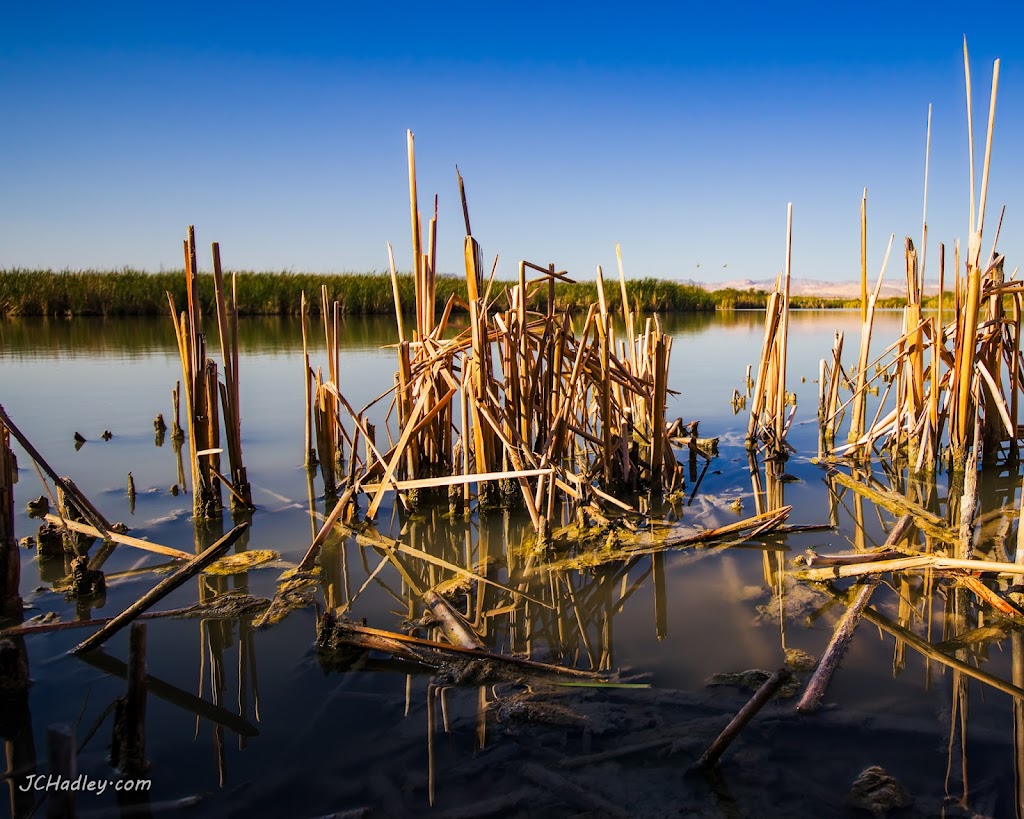 Overton Wildlife Management Area | 1000 Waterfowl Rd, Overton, NV 89040, USA | Phone: (702) 486-5127