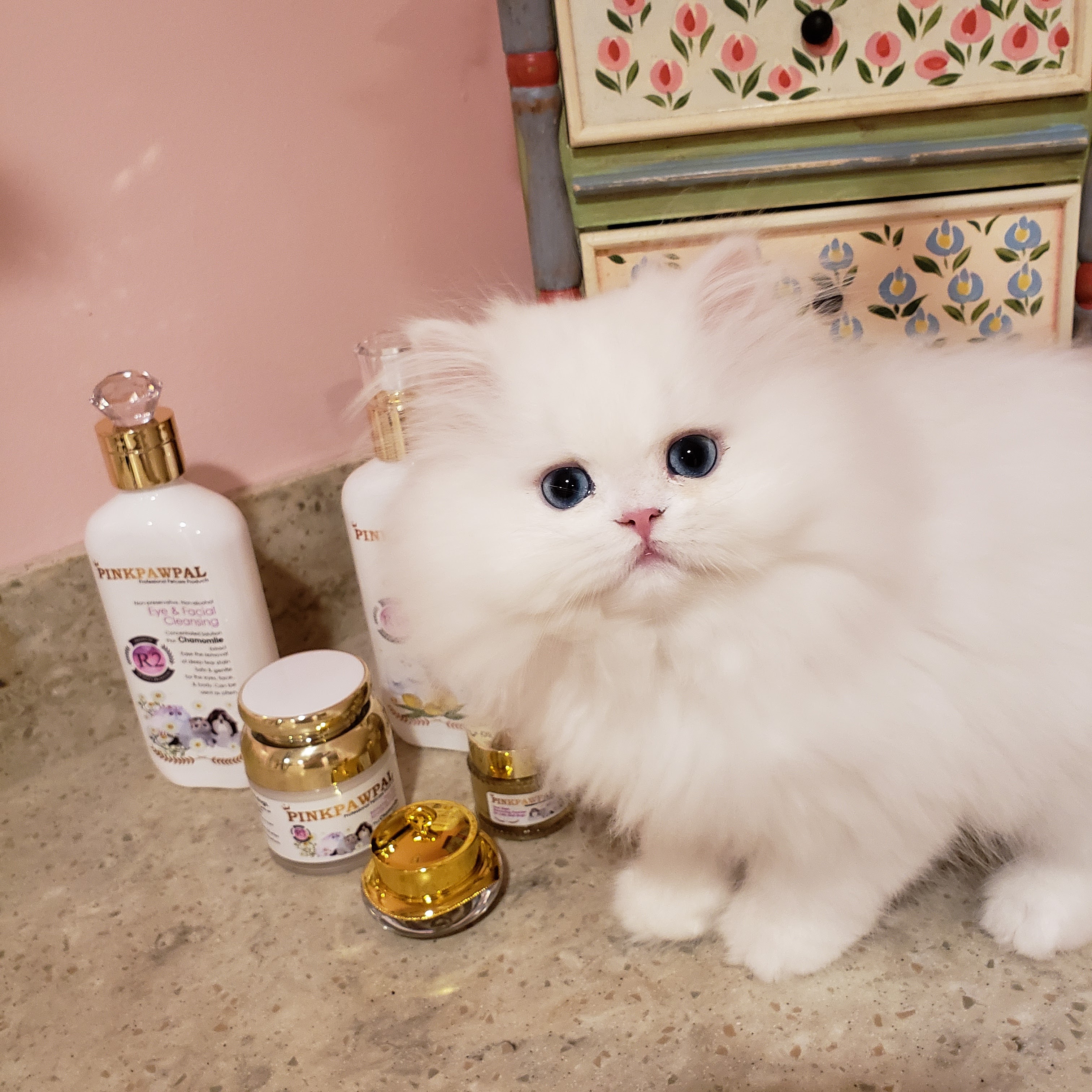 Purse Persians Kittens | 26140 Crocker Blvd #1043, Harrison Twp, MI 48045, United States | Phone: (616) 244-8899