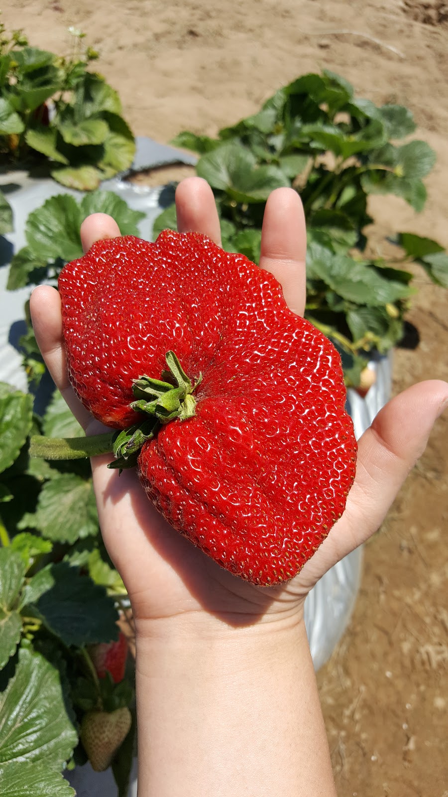 Monterey Bay Farms Organic Strawberry Stand | 596 San Andreas Rd, Watsonville, CA 95076 | Phone: (831) 713-7230