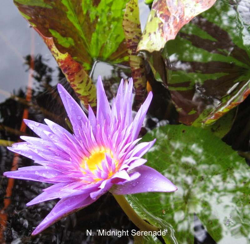 Wonderful Water Lilies | 5227 Box Turtle Cir, Sarasota, FL 34232, USA | Phone: (941) 378-9146