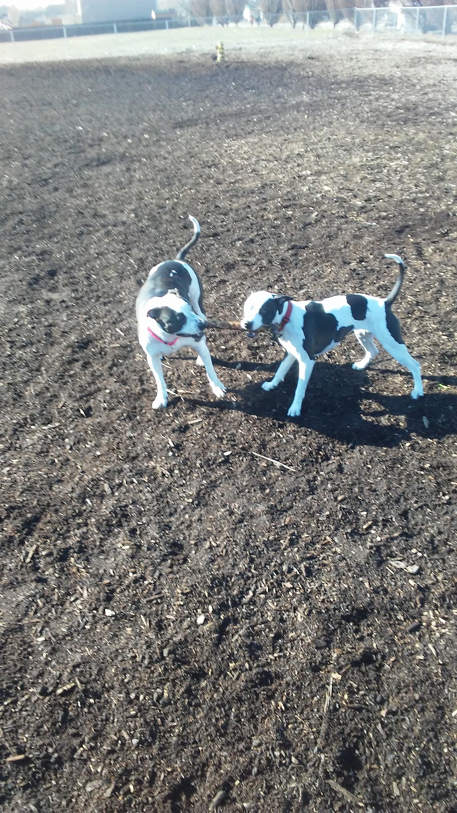 Eastgate Pet Clinic | 626 E Boise Ave, Boise, ID 83706, USA | Phone: (208) 336-3278