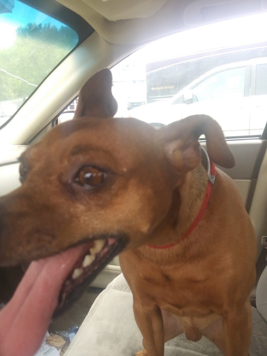 Heartland Animal Hospital Born Candace DVM 1200 Lyndale Ave N