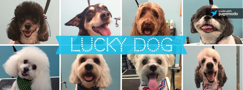 Lucky Dog Grooming & Boutique | 33 Olmsted St, Birmingham, AL 35242, USA | Phone: (205) 582-9142