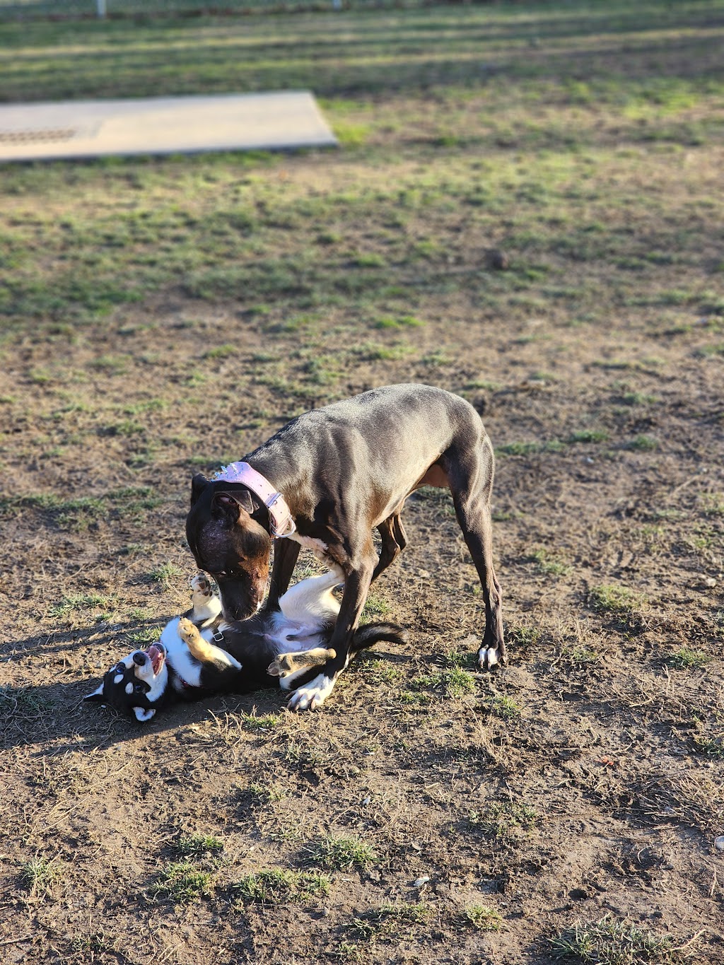 Water Works Dog Park | Water Works Park, 2025 Munroe Falls Ave, Cuyahoga Falls, OH 44221, USA | Phone: (330) 971-8225