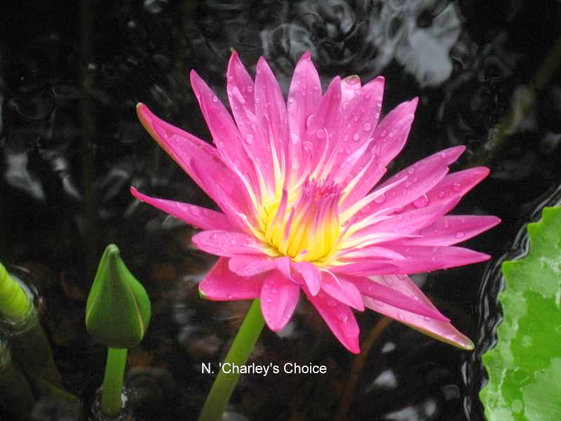 Wonderful Water Lilies | 5227 Box Turtle Cir, Sarasota, FL 34232, USA | Phone: (941) 378-9146